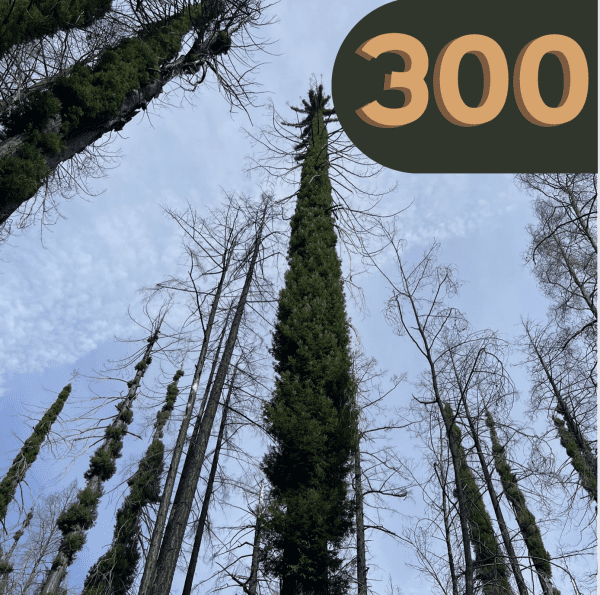 300