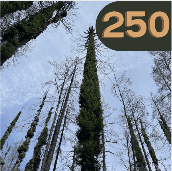 250
